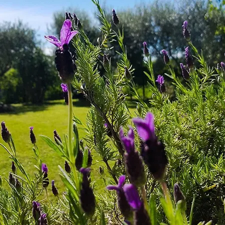 Le Jardin Lazise